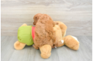 Funny Cavapoo Poodle Mix Pup