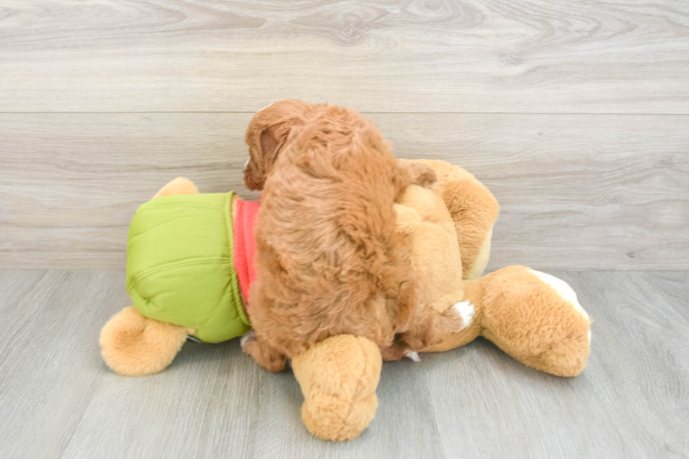 Funny Cavapoo Poodle Mix Pup