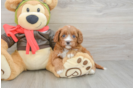 Smart Cavapoo Poodle Mix Pup