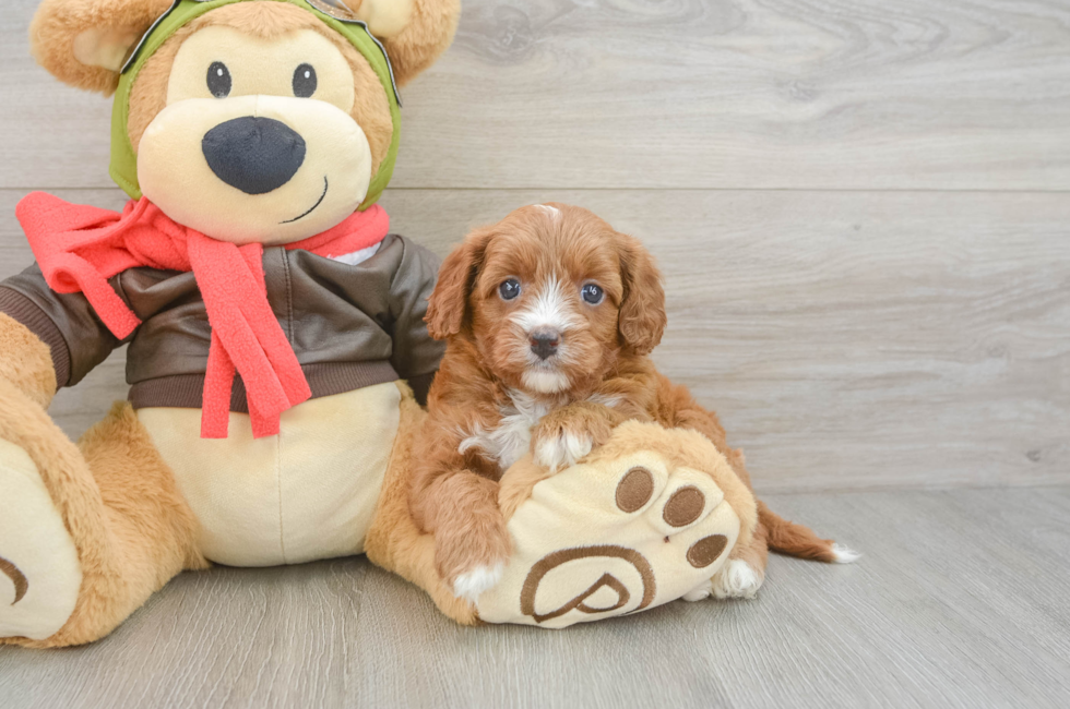 5 week old Cavapoo Puppy For Sale - Lone Star Pups