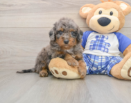 8 week old Cavapoo Puppy For Sale - Lone Star Pups