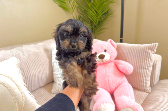 Cavapoo Pup Being Cute