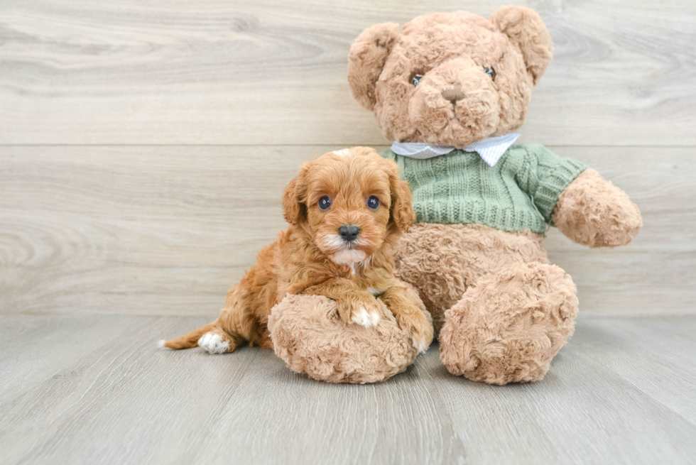 Cavapoo Pup Being Cute