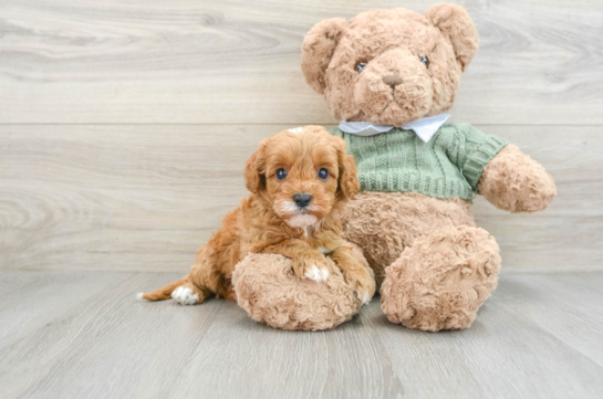 Cavapoo Pup Being Cute