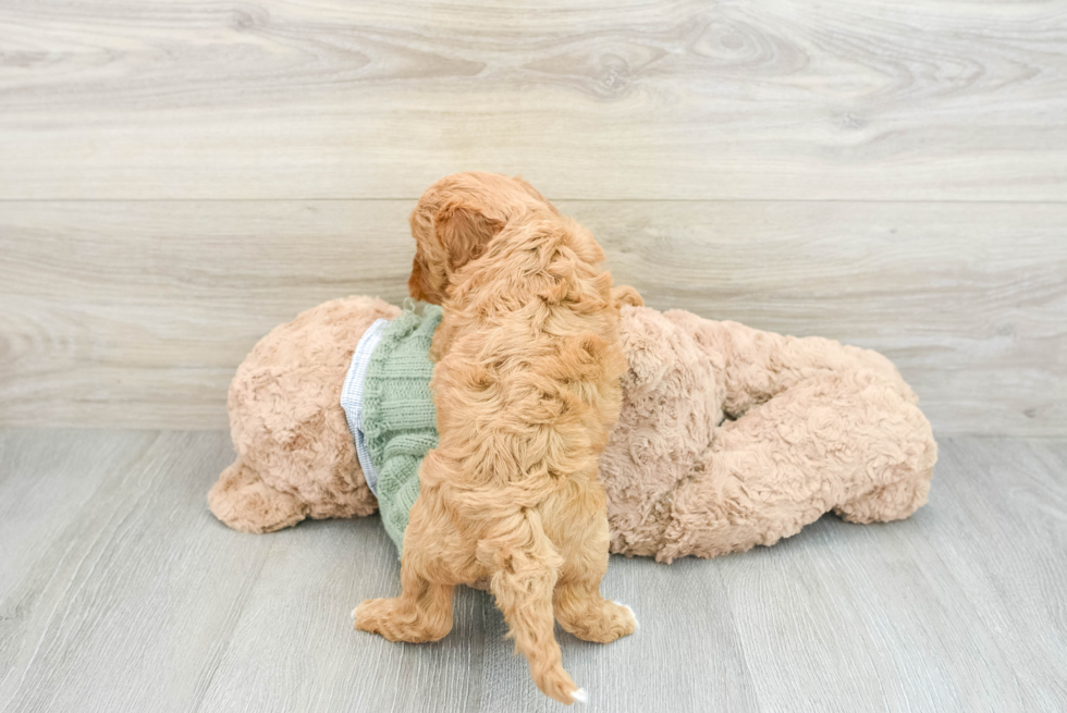 Playful Cavapoodle Poodle Mix Puppy