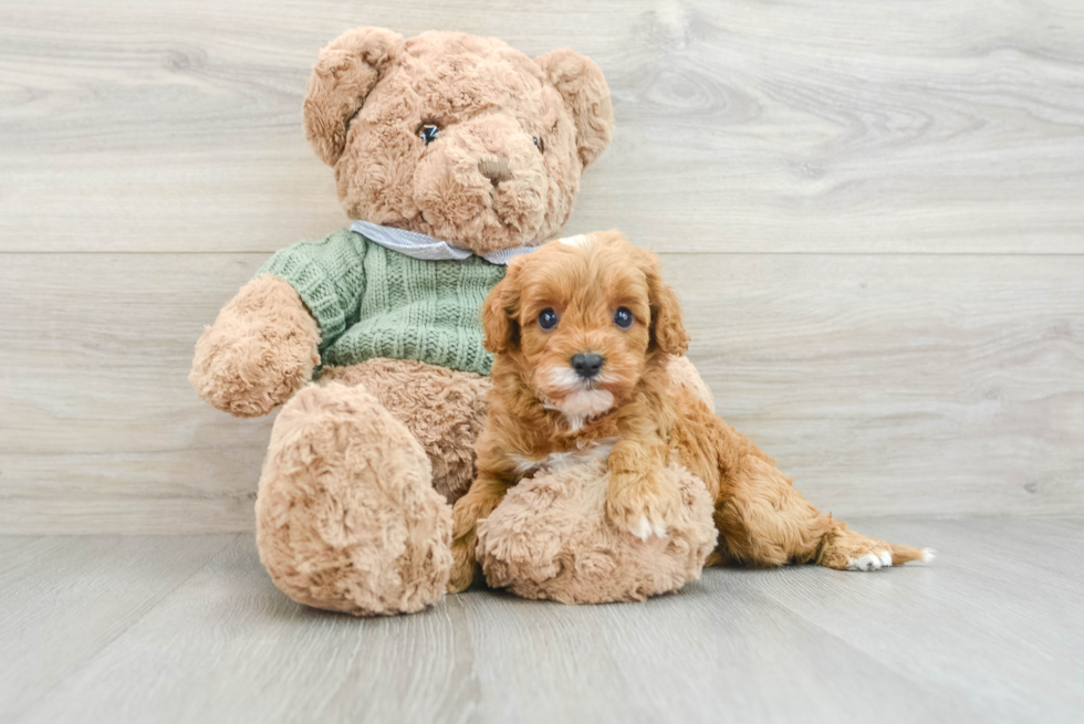 Best Cavapoo Baby