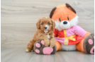 Popular Cavapoo Poodle Mix Pup