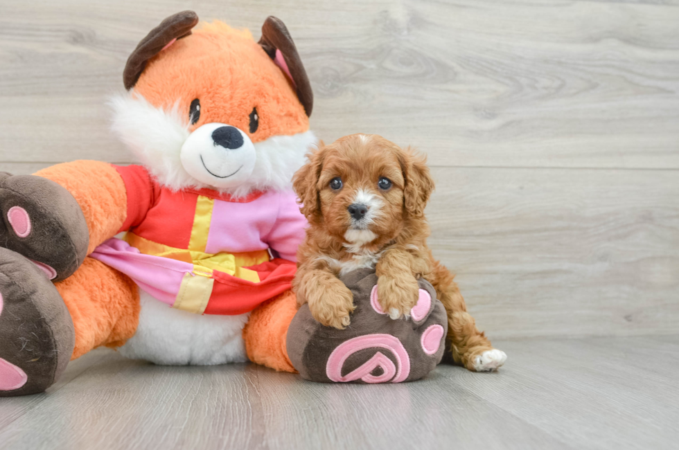 5 week old Cavapoo Puppy For Sale - Lone Star Pups