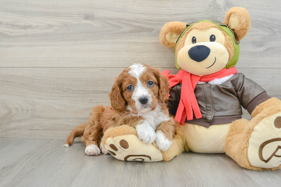 Energetic Cavoodle Poodle Mix Puppy