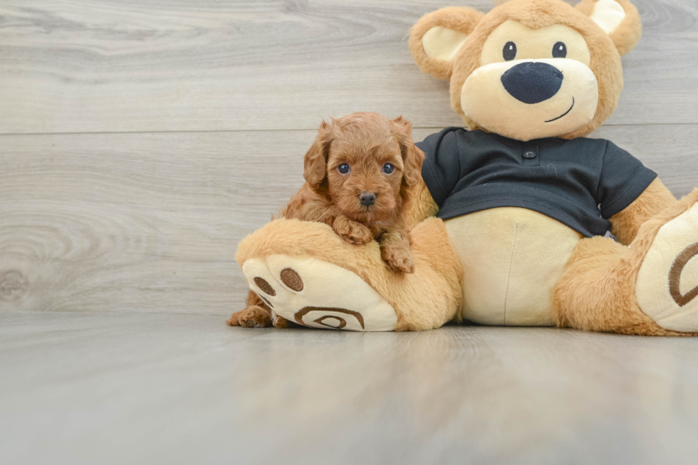 Friendly Cavapoo Baby