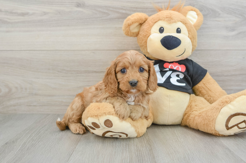 Meet Fay - our Cavapoo Puppy Photo 1/3 - Lone Star Pups