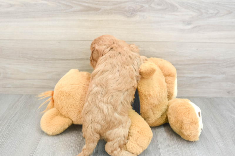 Meet Fay - our Cavapoo Puppy Photo 2/3 - Lone Star Pups