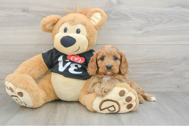 Energetic Cavoodle Poodle Mix Puppy