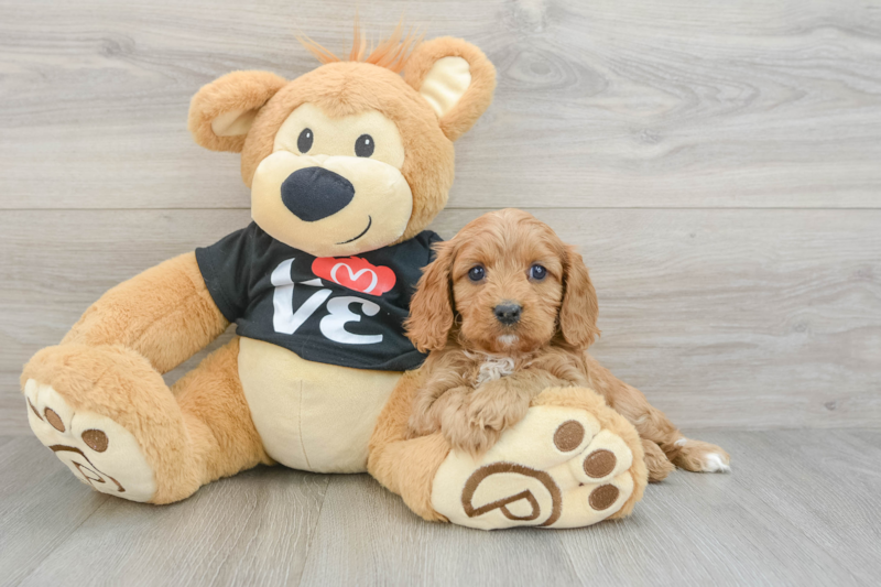 Meet Fay - our Cavapoo Puppy Photo 3/3 - Lone Star Pups