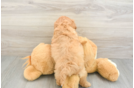 Fluffy Cavapoo Poodle Mix Pup