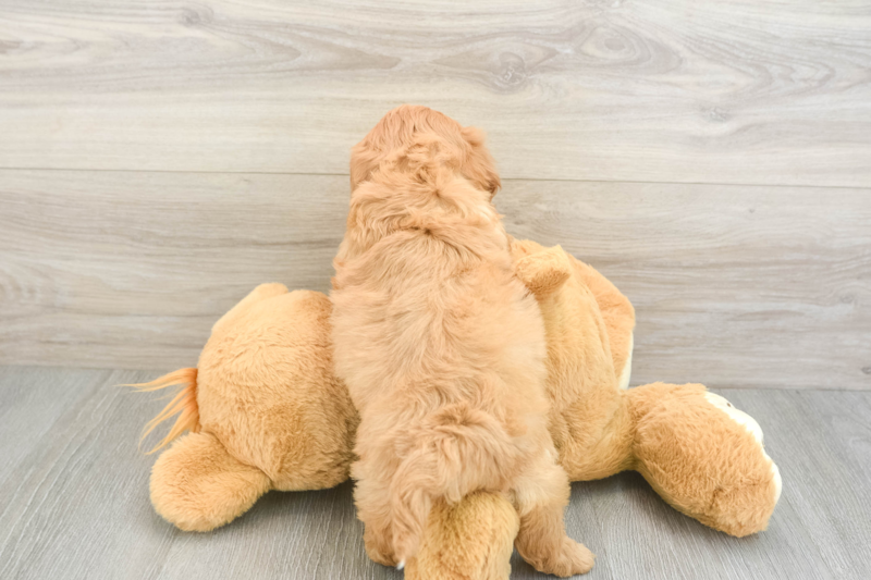 Meet Fay - our Cavapoo Puppy Photo 2/3 - Lone Star Pups