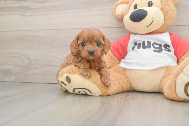 Happy Cavapoo Baby