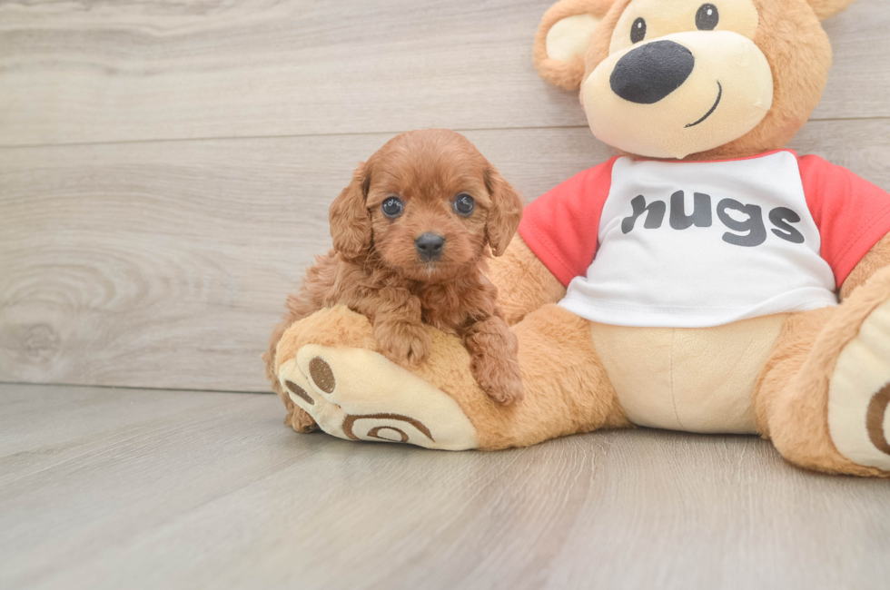 6 week old Cavapoo Puppy For Sale - Lone Star Pups