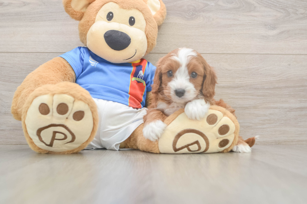 6 week old Cavapoo Puppy For Sale - Lone Star Pups