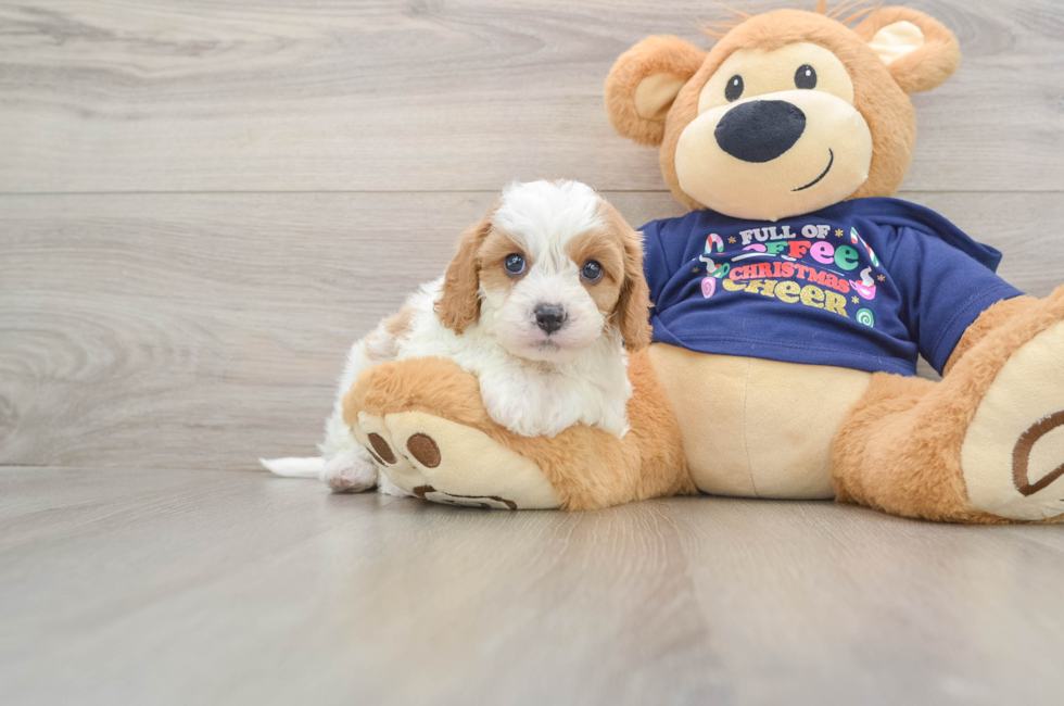 6 week old Cavapoo Puppy For Sale - Lone Star Pups