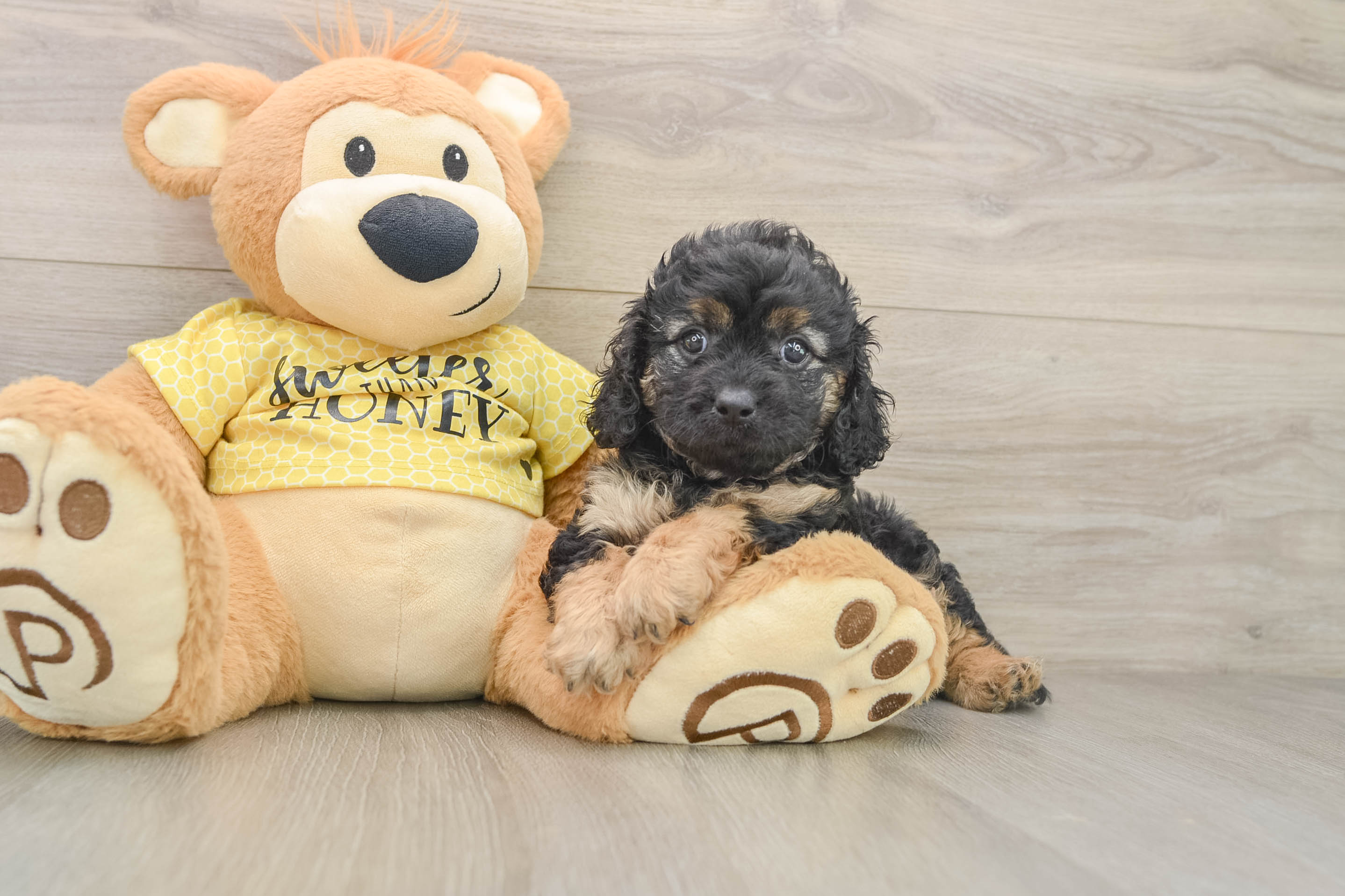 Cavapoo Puppy for Adoption