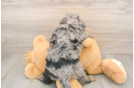 Best Cavapoo Baby