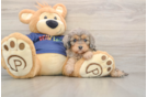 Best Cavapoo Baby