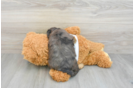 Cavapoo Puppy for Adoption