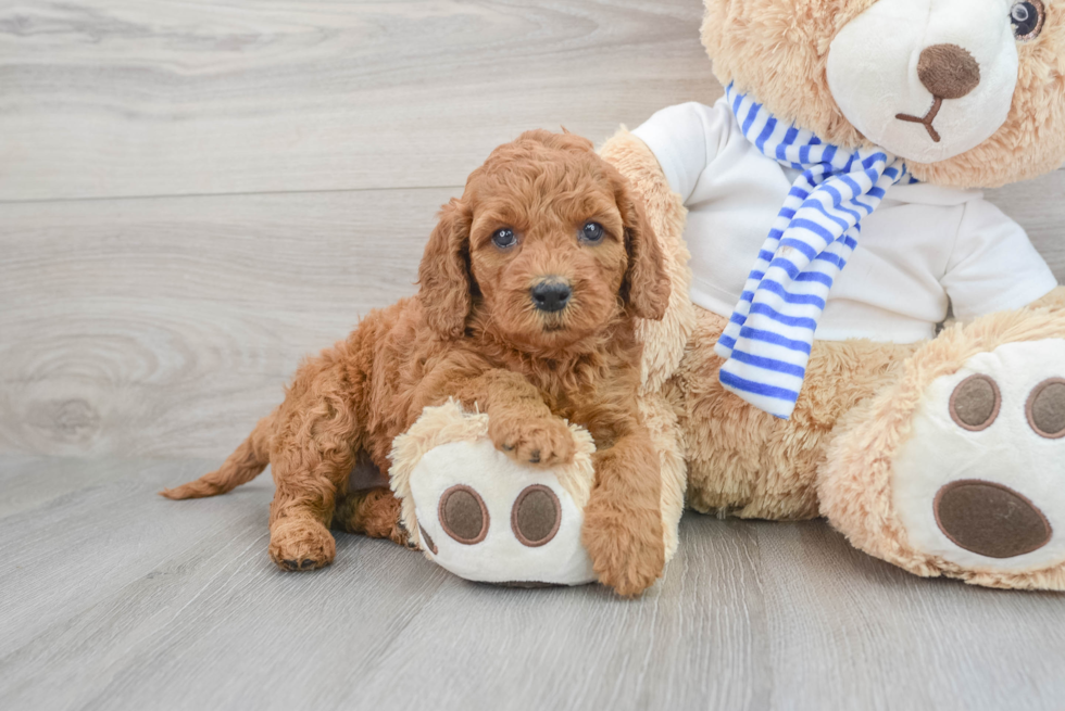 Energetic Cavoodle Poodle Mix Puppy