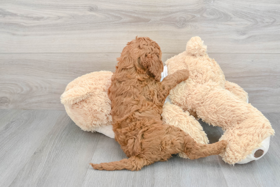 Little Cavoodle Poodle Mix Puppy