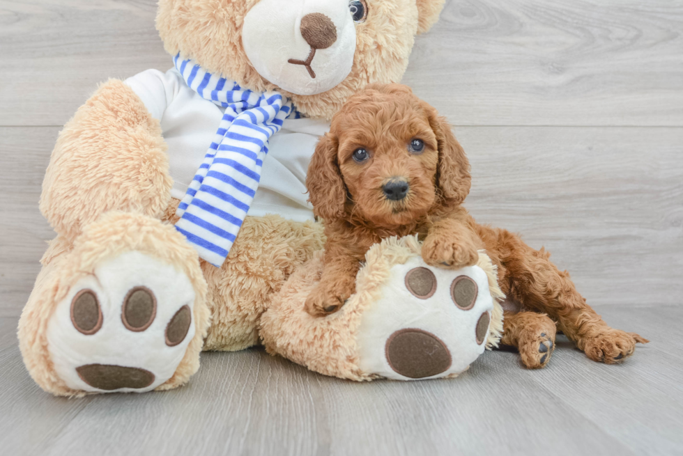 Funny Cavapoo Poodle Mix Pup