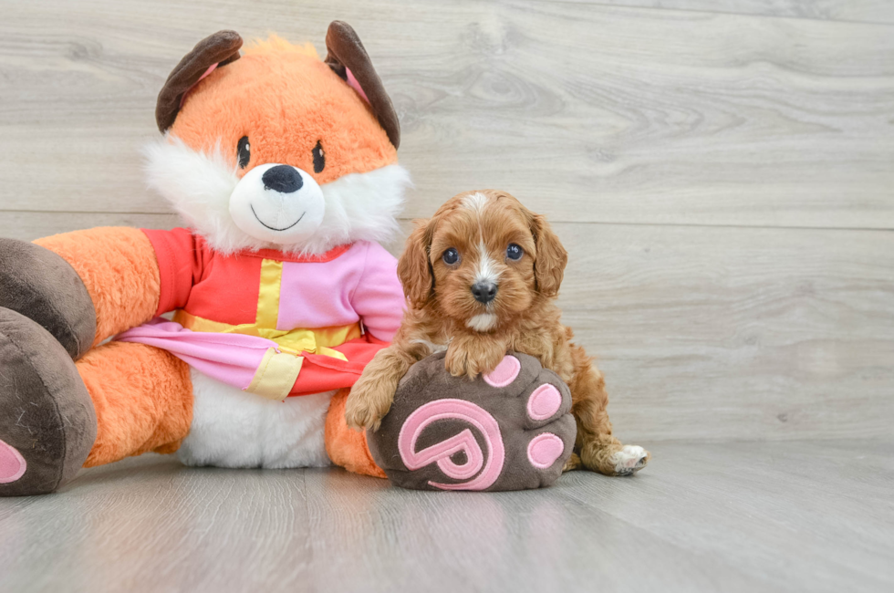 5 week old Cavapoo Puppy For Sale - Lone Star Pups