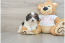 Cavapoo Puppy for Adoption