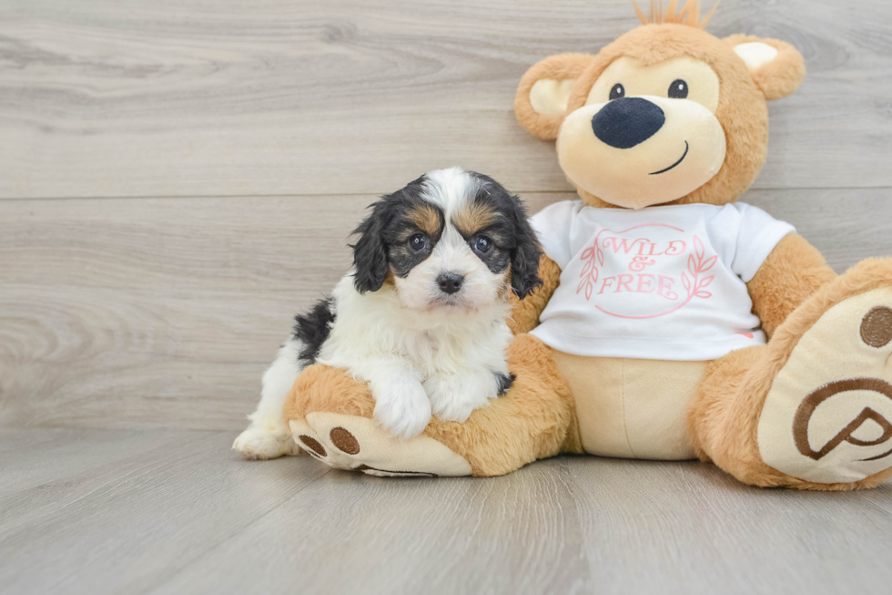 Cavapoo Puppy for Adoption