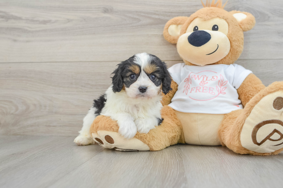 6 week old Cavapoo Puppy For Sale - Lone Star Pups