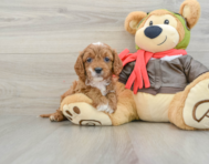 8 week old Cavapoo Puppy For Sale - Lone Star Pups