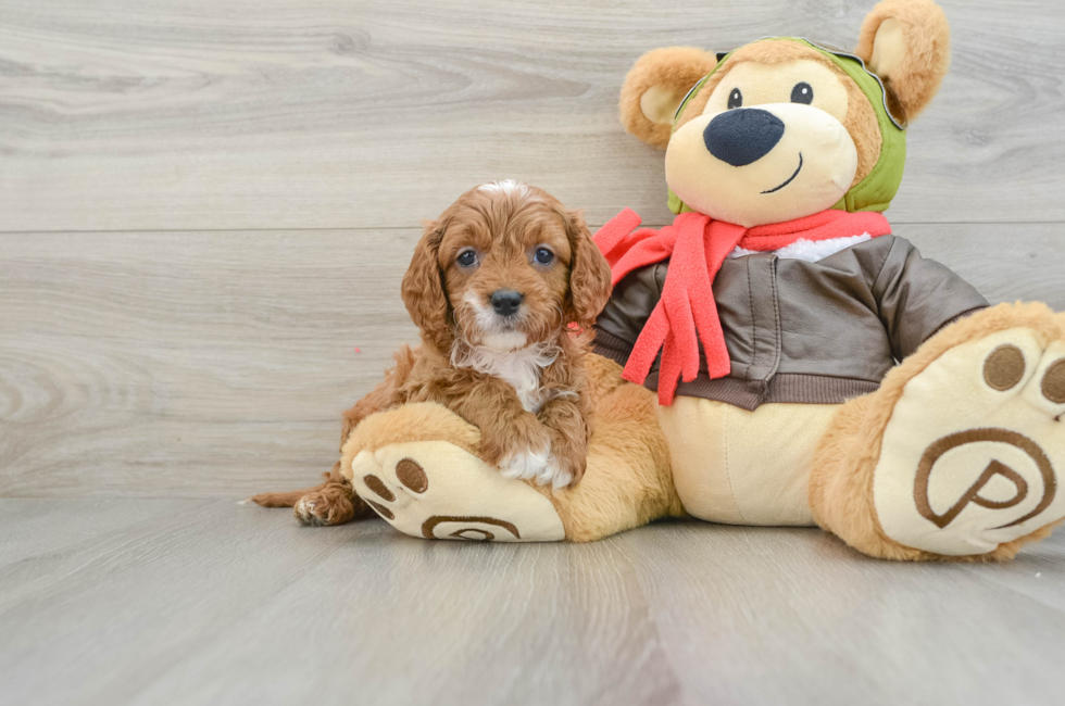 6 week old Cavapoo Puppy For Sale - Lone Star Pups