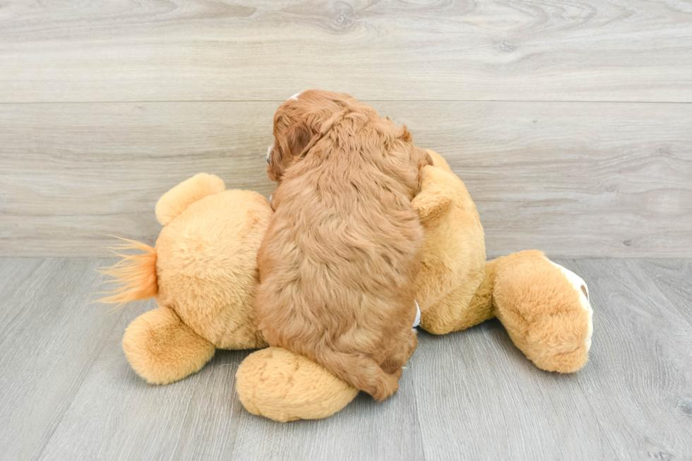 Popular Cavapoo Poodle Mix Pup