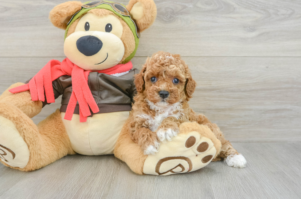 5 week old Cavapoo Puppy For Sale - Lone Star Pups