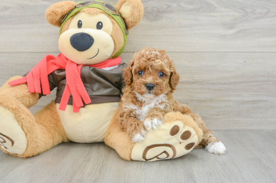 Best Cavapoo Baby