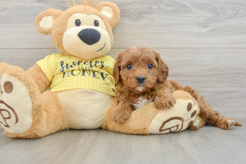 Hypoallergenic Cavadoodle Poodle Mix Puppy