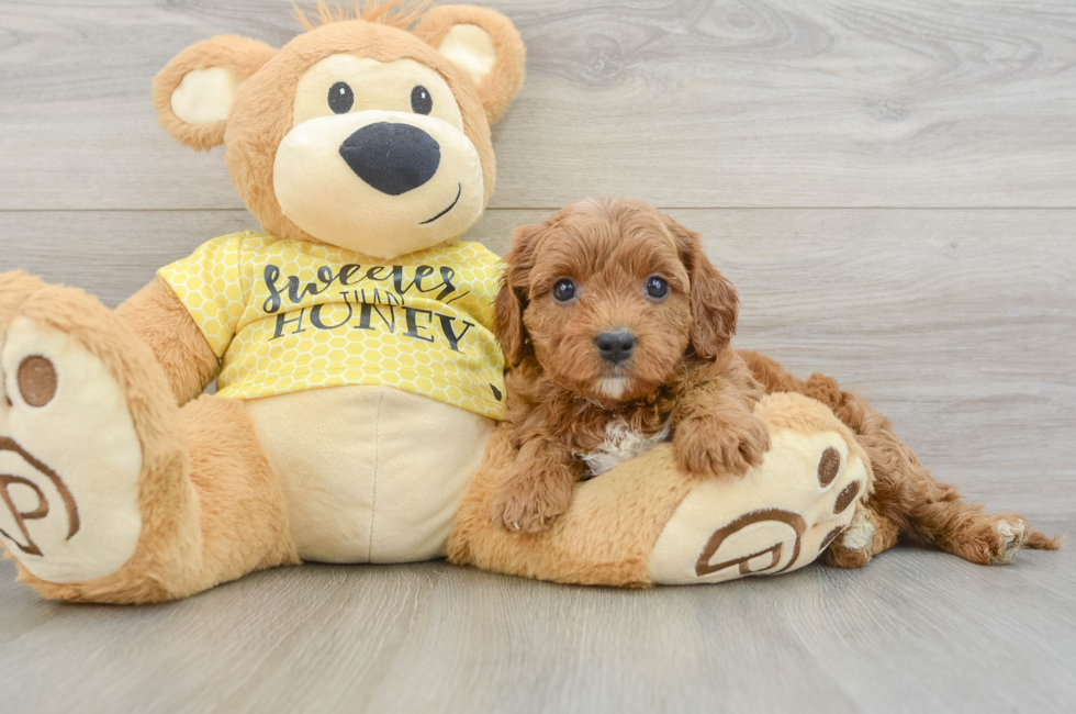 7 week old Cavapoo Puppy For Sale - Lone Star Pups