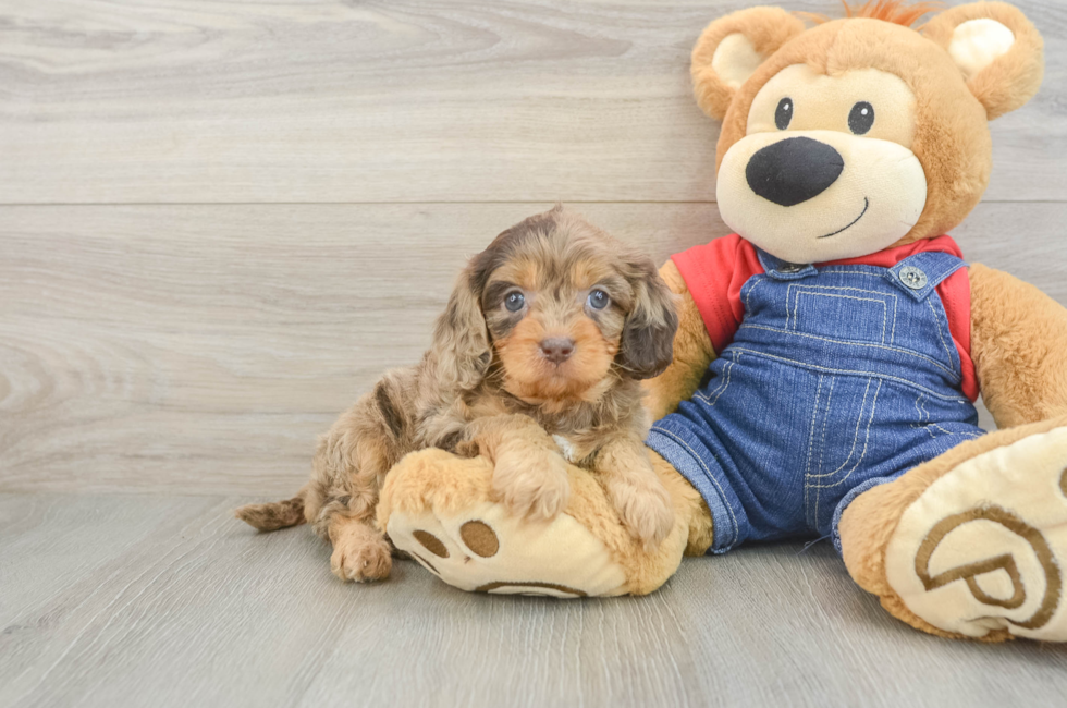 6 week old Cavapoo Puppy For Sale - Lone Star Pups