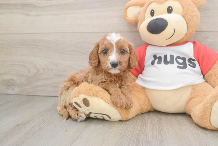 Cavapoo Puppy for Adoption