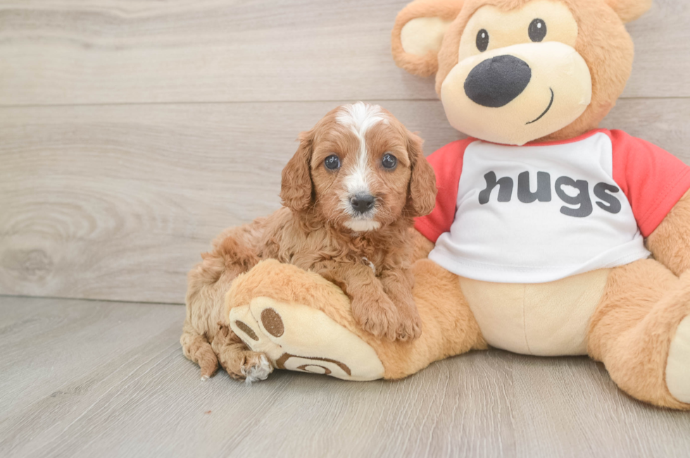 6 week old Cavapoo Puppy For Sale - Lone Star Pups