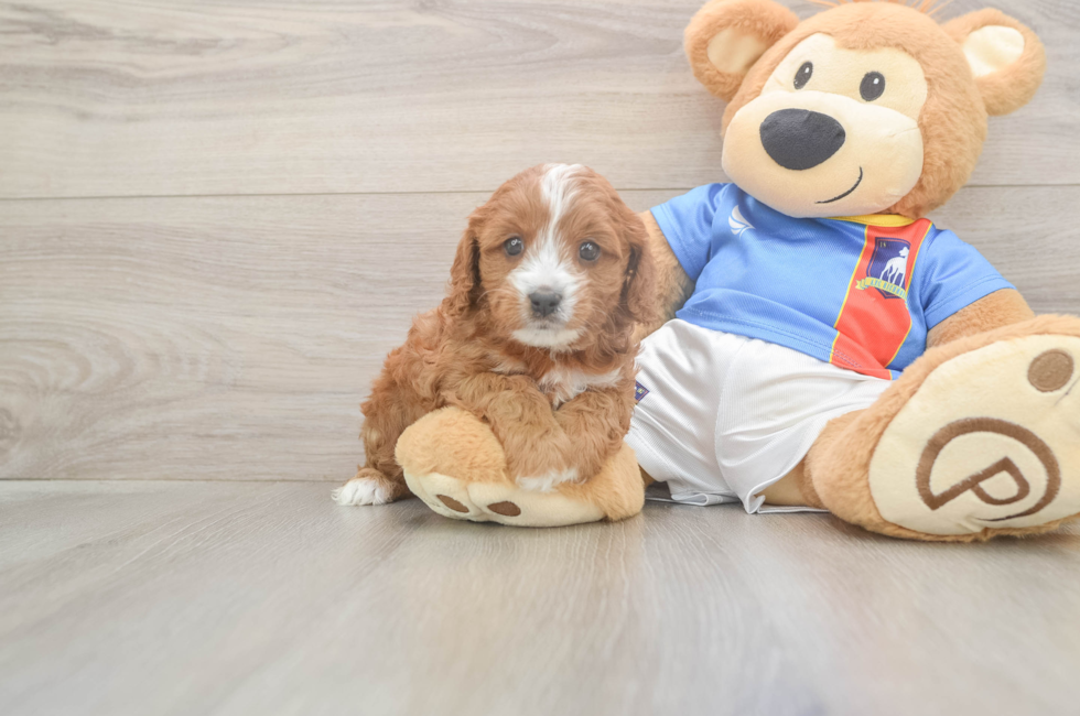 6 week old Cavapoo Puppy For Sale - Lone Star Pups