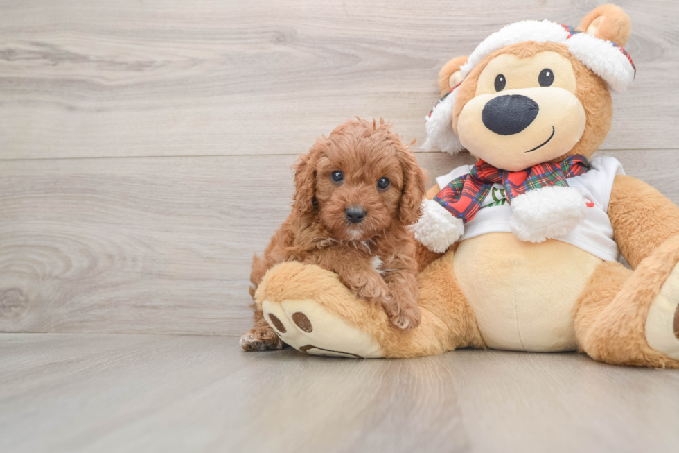 Friendly Cavapoo Baby