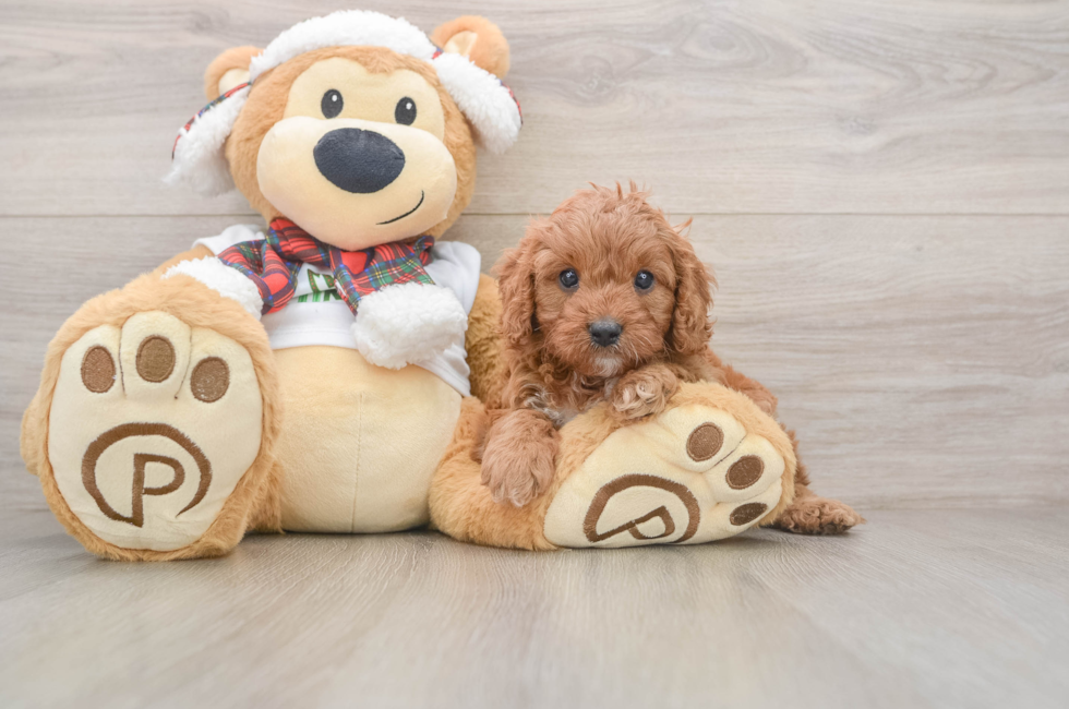 5 week old Cavapoo Puppy For Sale - Lone Star Pups