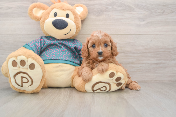 Cavapoo Puppy for Adoption