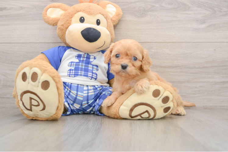 Cavapoo Pup Being Cute